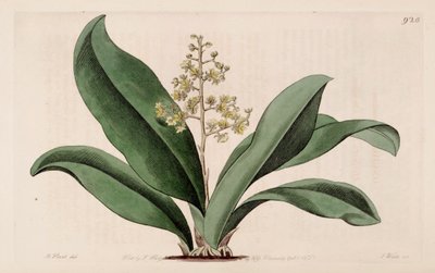 Illustration of Trichocentrum pumilum (as syn. Oncidium pumilum) by M. Hart